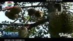 Kebun yang berlokasi tak jauh dari pusat kota di Jember, Jawa Timur, menawarkan sensasi wisata spesial untuk mengisi libur akhir tahun Anda. Tak hanya menikmati udara segar, pengunjung juga bisa merasakan sensasi memetik durian langsung dari pohon da...