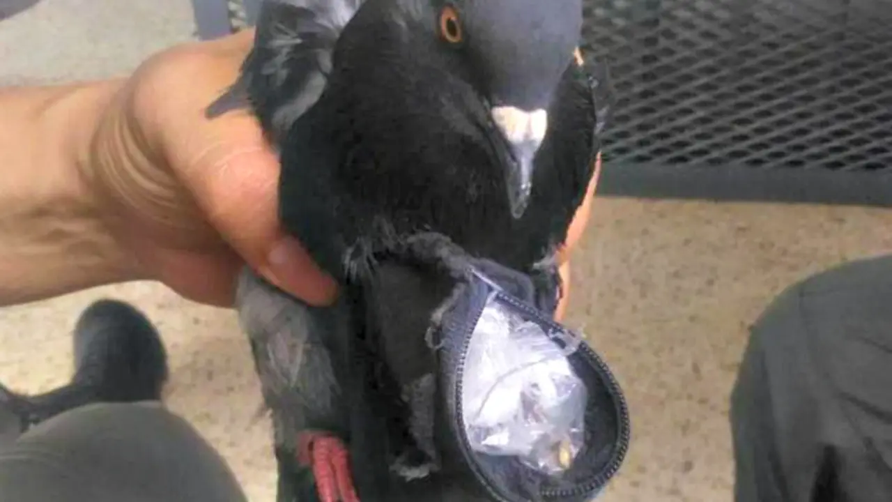 Astaga, Burung Merpati Ini Jadi Kurir Narkoba
