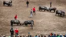 Suasana saat para peternak mengadu sapi Herens mereka pada babak kualifikasi finale nationale de la race d'Herens di Aproz, Swiss, Minggu (5/5/2019). Sapi Herens dianggap kalah jika berpaling dan pergi setelah saling mendorong dengan lawannya. (Valentin Flauraud/Keystone via AP)