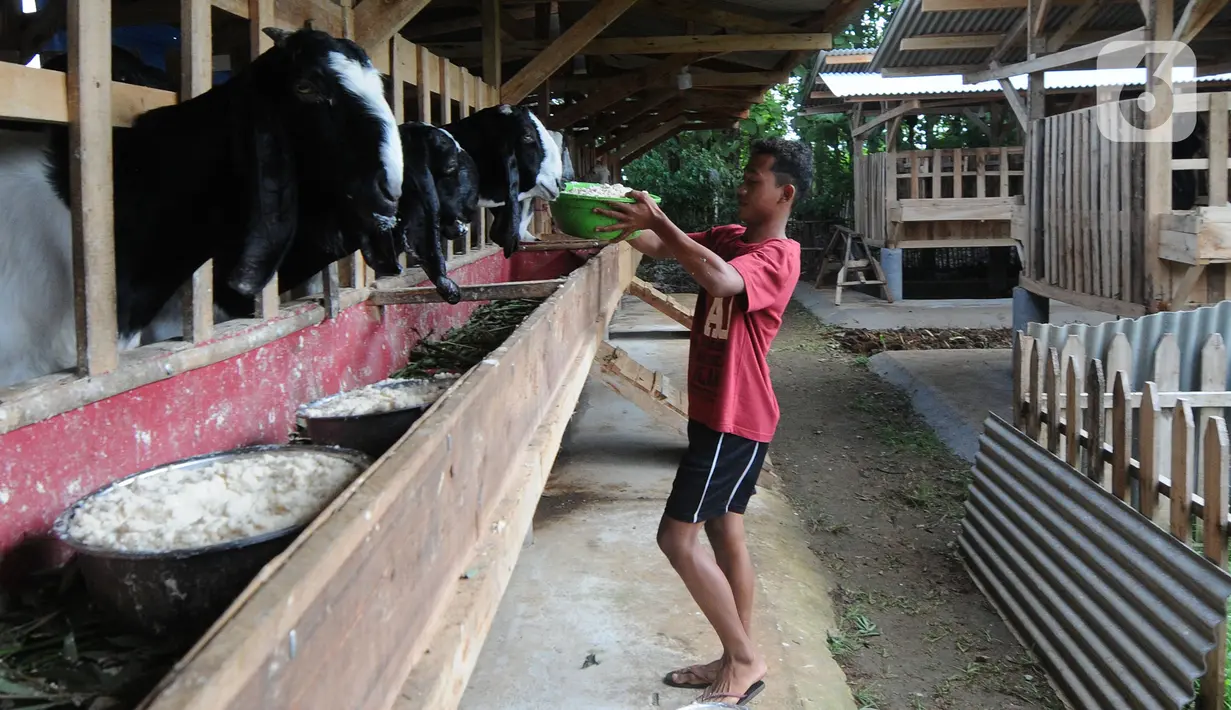 Peternak memberi makan kambing peranakan Etawah di Jiwanta Farm, Cibeuteng Udik, Bogor, Jawa Barat, Kamis (8/4/2021). Berawal dari 40 ekor, dalam waktu setahun kambing bertambah menjadi 120 ekor dengan harga sekitar Rp 30 juta. (merdeka.com/Arie Basuki)