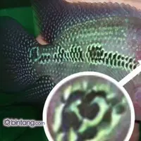 Dalam laman Facebook Agan Harahap disebutkan seekor Louhan bercorak palu arit diamankan polisi. Benarkah? Ternyata, Setelah ditelusuri corak palu arit tersebut merupakan editan Agan Harahap, Namun terlihat seperti asli ya.