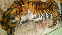 Kulit harimau yang pernah disita petugas dari pemburu liar di hutan Riau. (Liputan6.com/M Syukur)