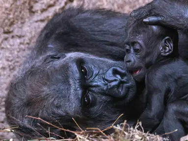 Bayi gorila bernama Kio beristirahat dengan ibunya Kumili di kebun binatang di Leipzig, Jerman (7/2). Kio lahir pada malam hari antara 5 dan 6 Desember 2017. (AP Photo / Jens Meyer)