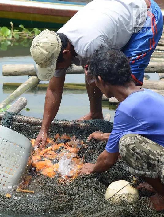 Petani ikan tawar kerambah jaring apung beraktivitas di Desa Panyinangan Kecamatan Sukatani, Waduk Jatiluhur, Purwakarta, Jawa Barat, (9/2). Petani merasa tidak berani untuk menabur benih ikan air tawar karena curah hujan tinggi. (Merdeka.com/Imam Buhori)