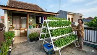 Daftar Tanaman Sayur yang Bisa Dipanen Tanpa Dicabut, Solusi Panen Berkelanjutan di Rumah