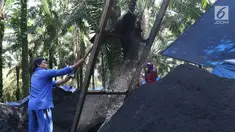 Pekerja dari kelompok tani mekar jaya binaan PT Wirakarya Sakti unit forestry APP Sinarmas menyelesaikan pembuatan pupuk kompos di Kab Tanjung Jabnung Barat, Provinsi Jambi, Kamis (3/5). (Liputan6.com/Angga Yuniar)