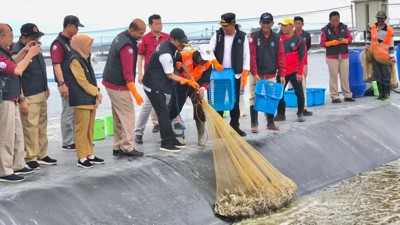Menteri Kelautan dan Perikanan (KKP) Sakti Wahyu Trenggono melakukan Panen raya secara parsial kedua di Tambak Budidaya Udang Berbasis Kawasan (BUBK) di Kabupaten Kebumen, Provinsi Jawa Tengah. (Tira/Liputan6.com)
