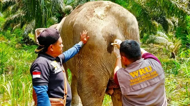 Petugas medis BBKSDA Riau tengah mengobati gajah betina terluka di Kabupaten Indragiri Hulu.