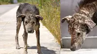 Anjing terlantar dengan kondisi memprihatinkan ini akhirnya menjadi viral setelah seorang perempuan di Athena, Yunani
