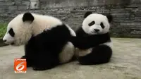 Dua ekor anak panda di penangkaran panda di Sichuan, China, hampir selalu terlihat aktif bergerak. 