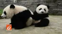 Terlampau Aktif, Panda Kakak Beradik Ini Dipisah dari Temannya