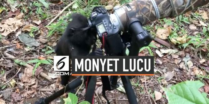 VIDEO: Kocak, Monyet 'Ambil Alih' Pekerjaan Fotografer