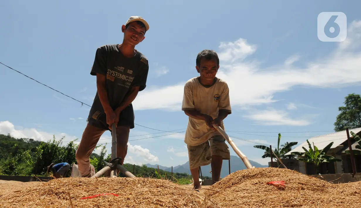 Buruh tani menjemur gabah di kawasan Tanjung Sari, Kabupaten Bogor, Jawa Barat, Senin (14/3/2022). Sejak sepekan terakhir, harga gabah kering giling di tingkat petani naik dari Rp 4.400 menjadi Rp 4.600 per kilogram. (merdeka.com/Arie Basuki)