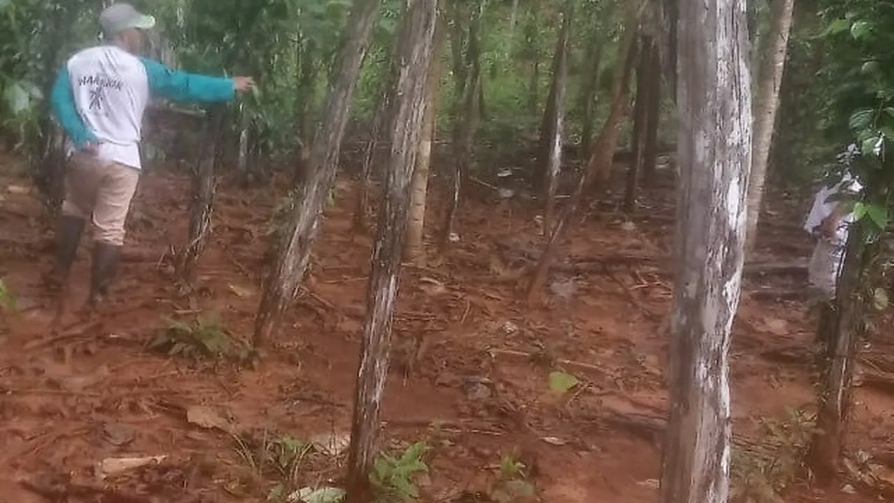 Ratusan Pohon Tanaman Terendam Lumpur Tambang, Warga Kolaka Dapat Uang Rp 5 Juta.(Liputan6.com/Foto warga)