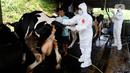 Petugas Dinas Peternakan dan Perikanan Kabupaten Bogor melakukan penyuntikan vaksin Penyakit Mulut dan Kuku (PMK) di kandang sapi perah milik warga di Situ Udik, Bogor, Jawa Barat, Selasa (21/6/2022). Sebanyak 100 ekor sapi perah disuntik vaksin PMK pada hari ini. (merdeka.com/Arie Basuki)