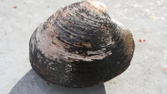 Kerang Quahog (Wikimedia Commons)