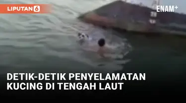 Aksi Penyelamatan Kucing di Laut