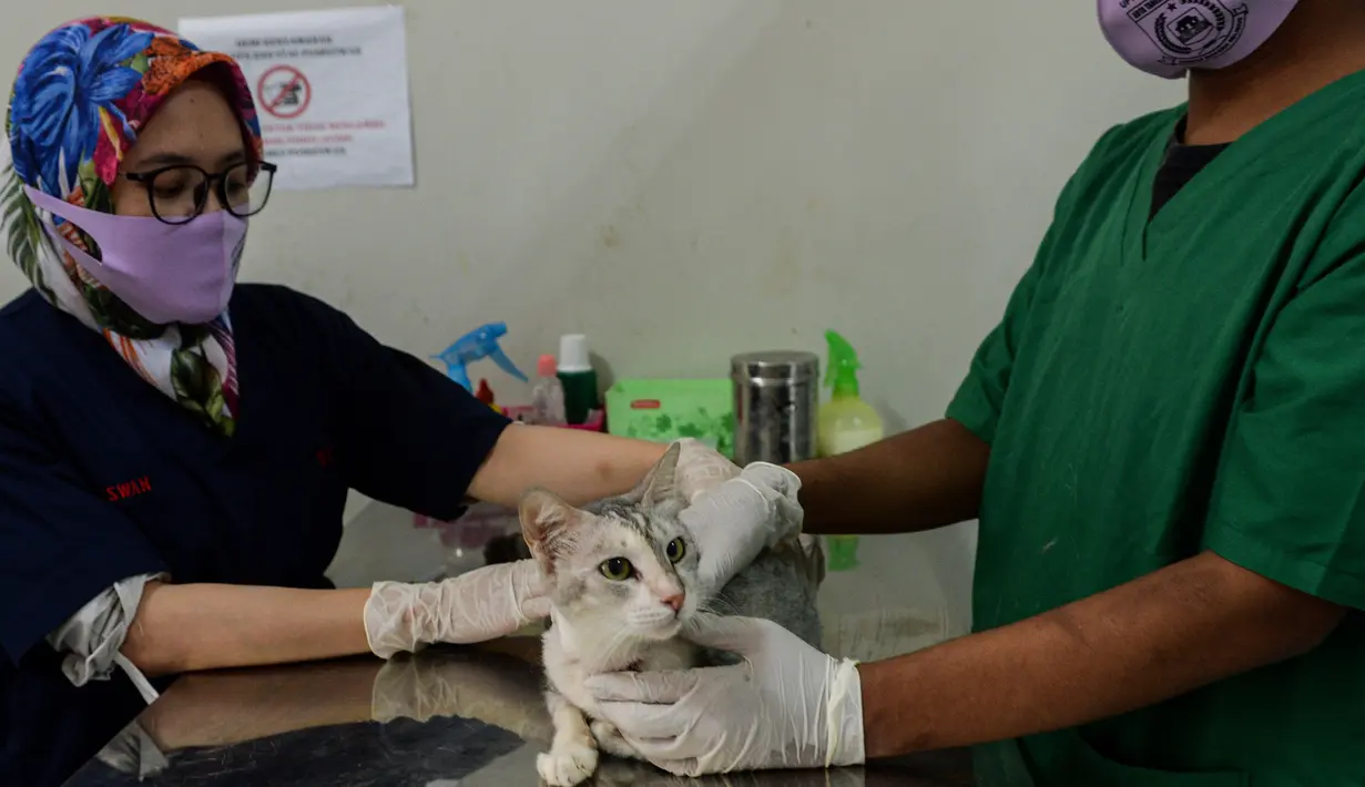 Dokter hewan mengecek kesehatan seekor kucing sebagai bagian dari layanan kesehatan hewan peliharaan di tengah pandemi COVID-19 di klinik hewan di Desa Jombang, Tangerang Selatan, Banten, Rabu (5/8/2020). (Xinhua/Agung Kuncahya B.)