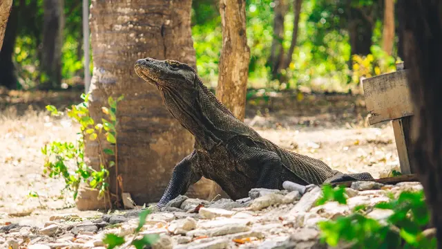Ilustrasi komodo