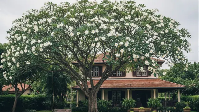 pohon kamboja