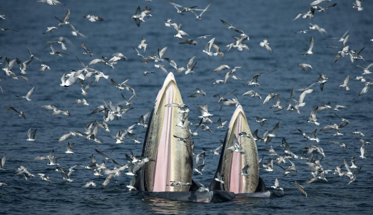 Seekor induk paus bernama Bryde memberikan makan ikan teri kepada anaknya  di Teluk Thailand, lepas pantai Provinsi Samut Sakhon. (20/11/2016). (AFP PHOTO / Lillian SUWANRUMPHA)