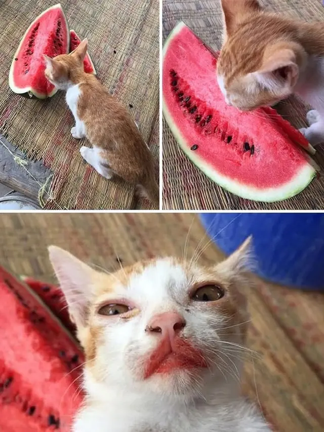 8 Tingkah Nyeleneh Kucing saat Makan dan Minum Ini Bikin Geleng Kepala