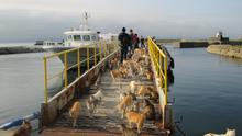Kucing-kucing di Pulau Aoshima Jepang. (dok. foto KAZUYUKI ONO / AFP)