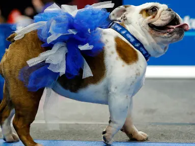 Anjing Bulldog, Sweet Sassy Molassy milik Janalyn Phillips berjalan di atas catwalk kontes kecantikan Beatiful Bulldog ke-37 di Des Moines, Iowa, Minggu (22/4). Pemenang kontes ini akan menjadi maskot ajang atletik Drake Relays. (AP/Charlie Neibergall)