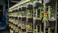 7 Cara Mengubah Area Pagar Menjadi Taman Sayur Mini yang Cantik dan Menguntungkan
