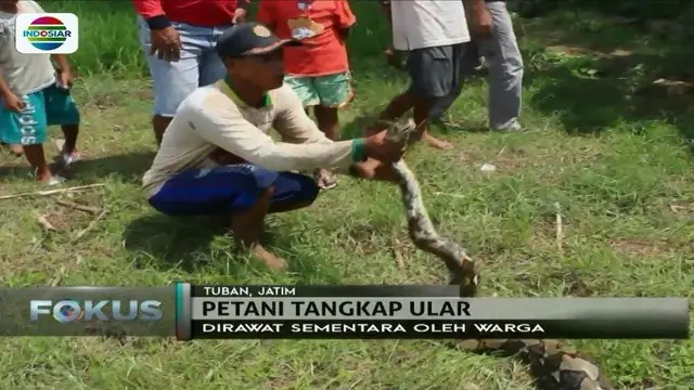 Usai memangsa hewan ternak milik warga, ular piton sepanjang enam meter ditangkap para petani di Tuban, Jawa Timur.