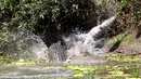 Seekor buaya air asin melemparkan buaya lainnya ke udara saat bertarung di Catfish Waterhole, Taman Nasional Rinyirru, Queensland, Australia, 26 Oktober, 2015. Dua ekor buaya tersebut kelaparan untuk saling memakan. (REUTERS/Sandra Bell)