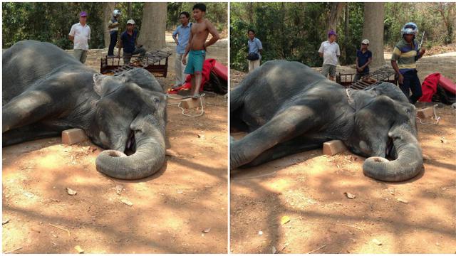Sambo, gajah wisata Kamboja