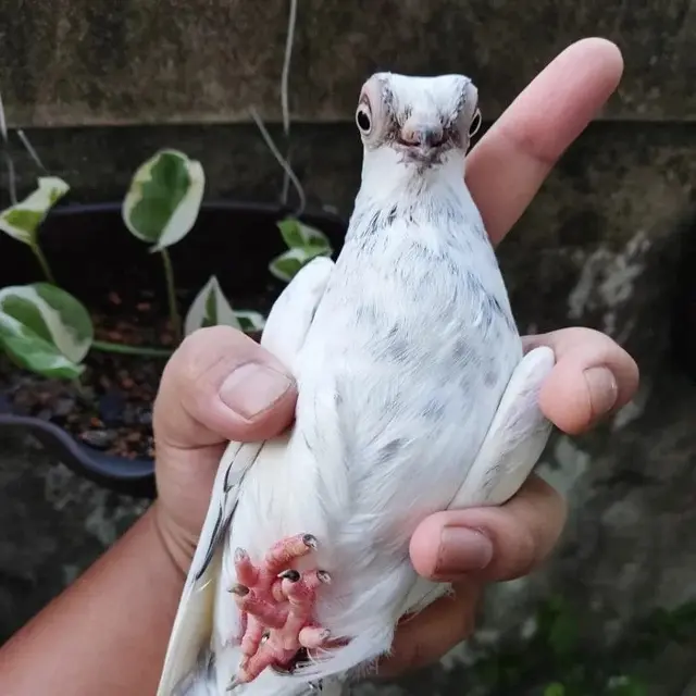 Merpati Bermata Melotot