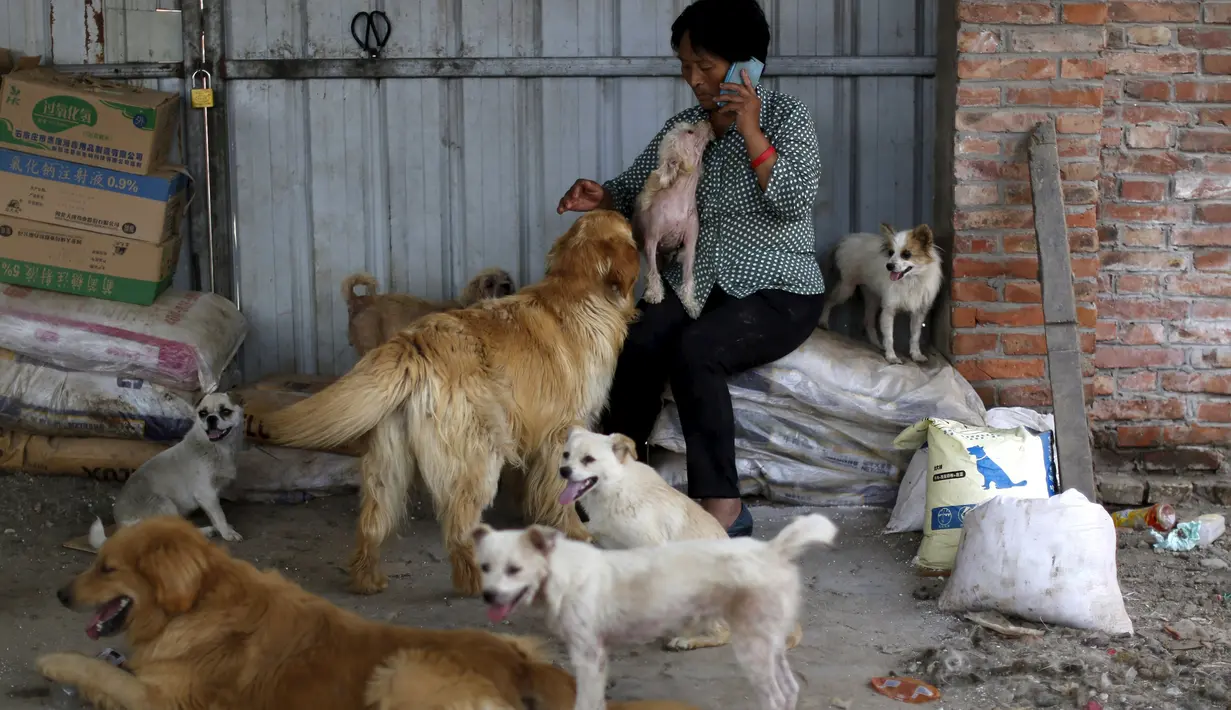 Yang Xiaoyun bersama sejumlah anjing di tempat penampungan yang dikelolanya di Tianjin, China, Rabu (8/7). Yang Xiaoyun dikabarkan telah mengeluarkan uang sebesar 48.248 USD untuk menyelamatkan 500 anjing dari toko daging anjing. (REUTERS/Kim Kyung-Hoon)
