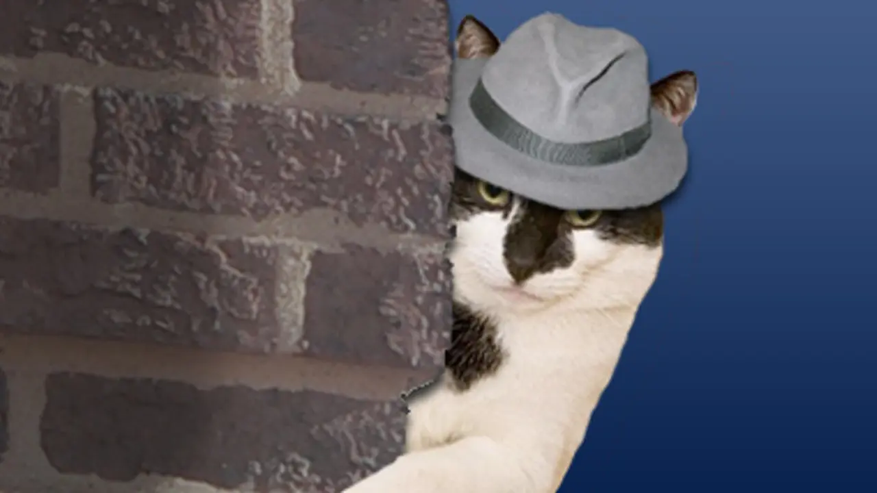 Pekerjaan kucing