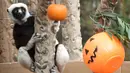 Seekor lemur sifaka menatap labu yang diletakkan di dalam kadang Kebun Binatang San Francisco, California, pada 26 Oktober 2018. Lemur di kebun binatang tersebut menerima labu berisi kudapan untuk merayakan Halloween. (Justin Sullivan/Getty Images/AFP)