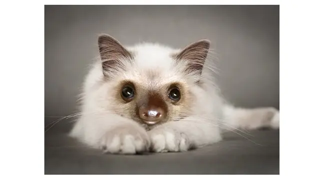 kucing editan