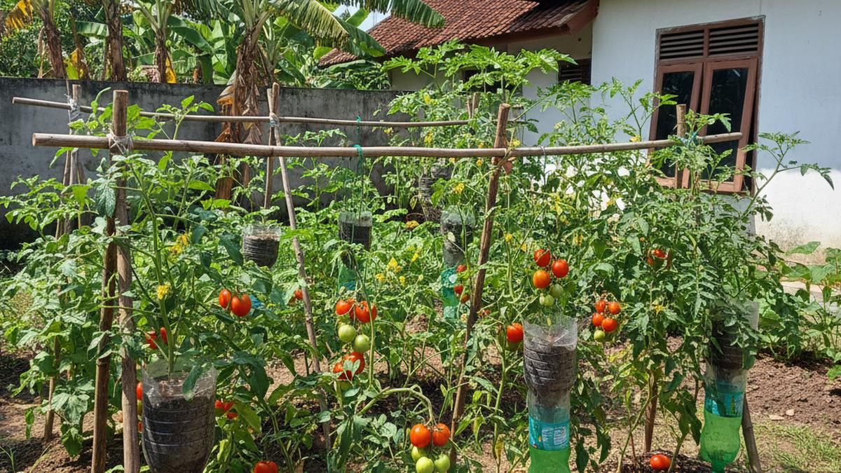 Cara Sukses Menanam Tomat di Botol Plastik Bekas