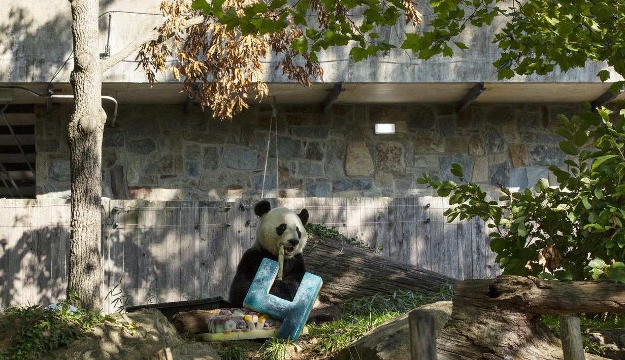 Panda Bei Bei memakan kue ulang tahunnya yang ke-4 di Kebun Binatang Nasional Smithsonian di Washington, DC (22/8/2019). Bei Bei akan pindah ke China setelah berusia empat tahun, menurut perjanjian Kebun Binatang Nasional Smithsonian dan Asosiasi Konservasi Margasatwa China.(AFP Photo/Alastair Pike)