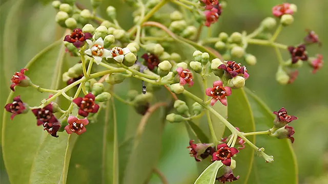 Cendana: Aroma Kuat yang Menarik Perhatian Ular