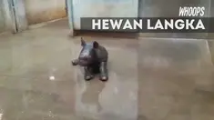 Pihak kebun binatang akan melakukan galang dana untuk menamai bayi badak yang lahir 17 Oktober 2016 ini.