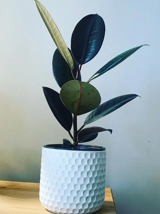 10 Tanaman Cantik yang Mudah untuk Ditanam di Rumah