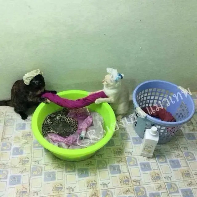 Kelakuan Kucing Lakukan Pekerjaan Rumah Ini Bak Manusia, Bikin Geleng Kepala