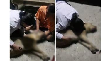 Lagi Hamil, Perjuangan Anjing Lindungi Sang Pemilik dari Ular Kobra Ini Bikin Haru
