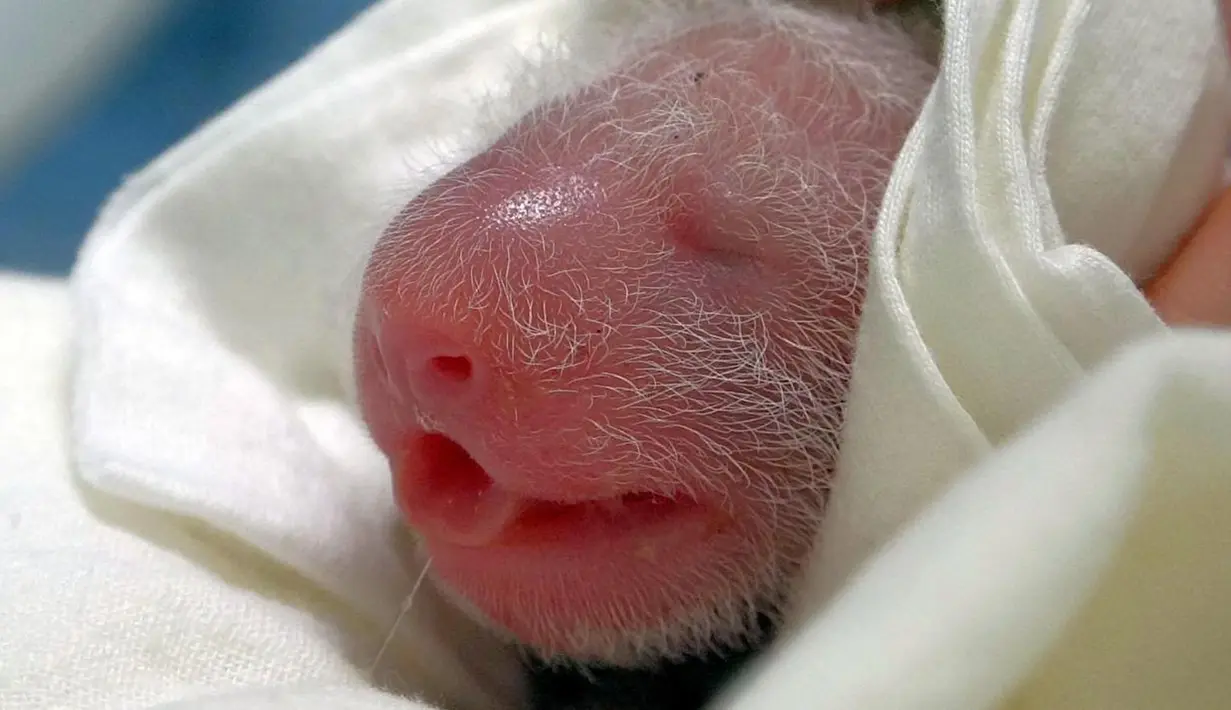 Seekor bayi panda raksasa yang baru dilahirkan oleh panda raksasa Yuan Yuan di Kebun Binatang Taipei di Taiwan, China pada 28 Juni 2020. Panda raksasa Yuan Yuan yang tiba di Taipei pada Desember 2008, memiliki anak pertamanya berjenis kelamin betina pada 6 Juli 2013. (Xinhua/Kebun Binatang Taipei)