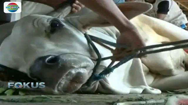 Presiden Jokowi berkurban sapi berjenis benggala dengan berat 900 kilogram.