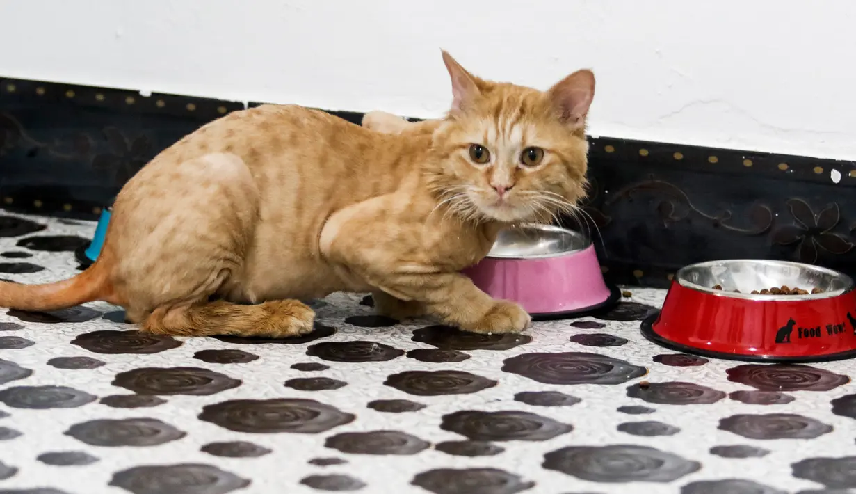 Seekor kucing menginap di sebuah hotel khusus kucing di Basra, Irak, 28 Maret 2018. Seorang mahasiswa fakultas kedokteran hewan, Ahmad Taher, mengubah rumahnya menjadi hotel khusus kucing pertama di Irak bernama 4Cats Pet Hotel. (HAIDAR MOHAMMED ALI/AFP)