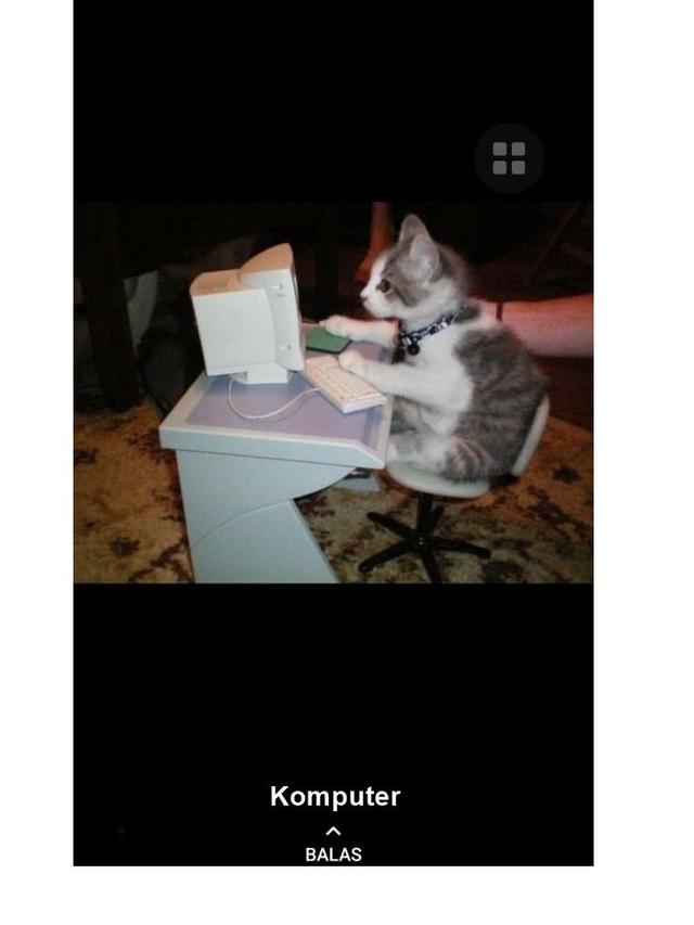 8 Potret Cocoklogi Jika Kucing Ikut Ekstrakurikuler Ini Bikin Gemas