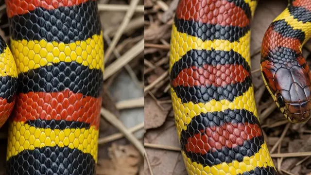 Cara Mengenali Ular Berbisa dari Warna