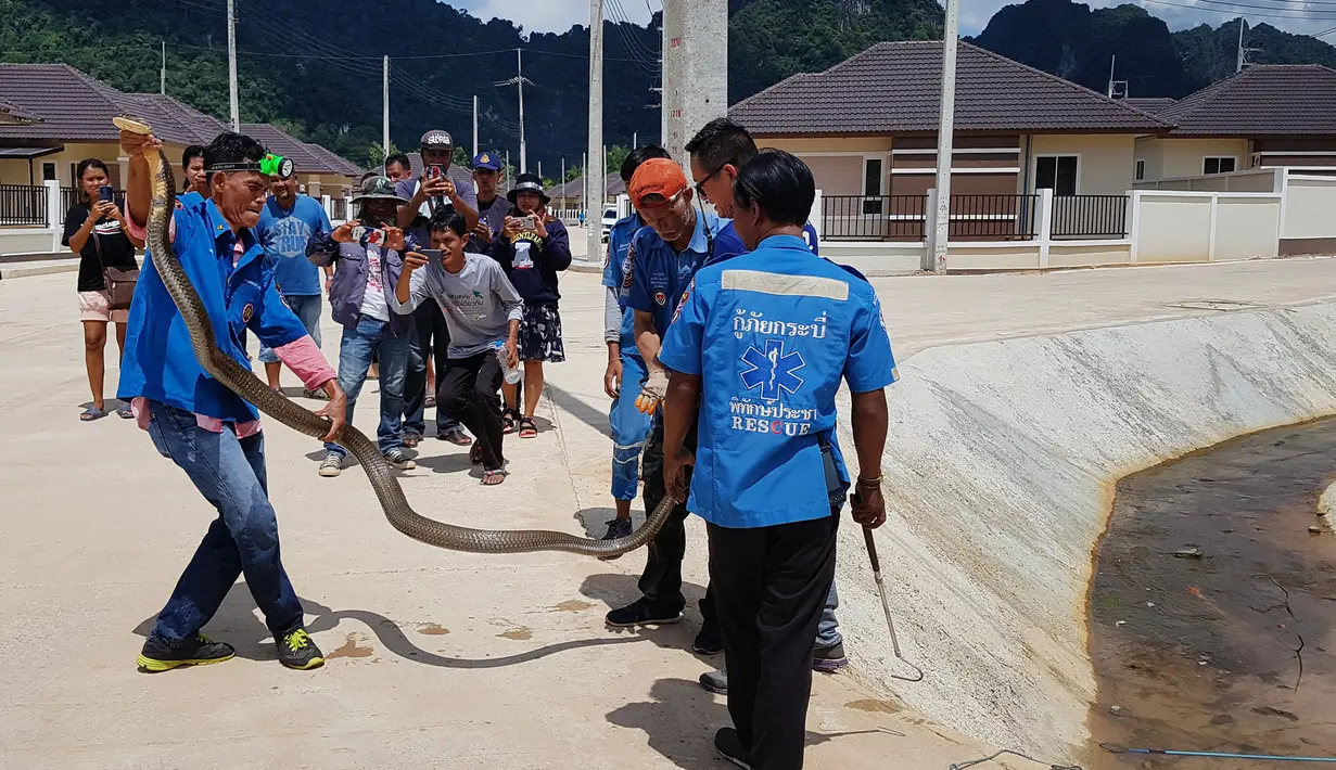 Gambar yang diambil pada 13 Oktober 2019, tim penyelamat menangkap ular king Cobra sepanjang empat meter yang ditemukan di selokan di Krabi, Thailand. Tim penyelamat dari Yayasan Krabi Pitakpracha berjuang sekitar satu jam untuk menangkap ular seberat 15 kg itu. (HO/KRABI PITAKPRACHA FOUNDATION/AFP)